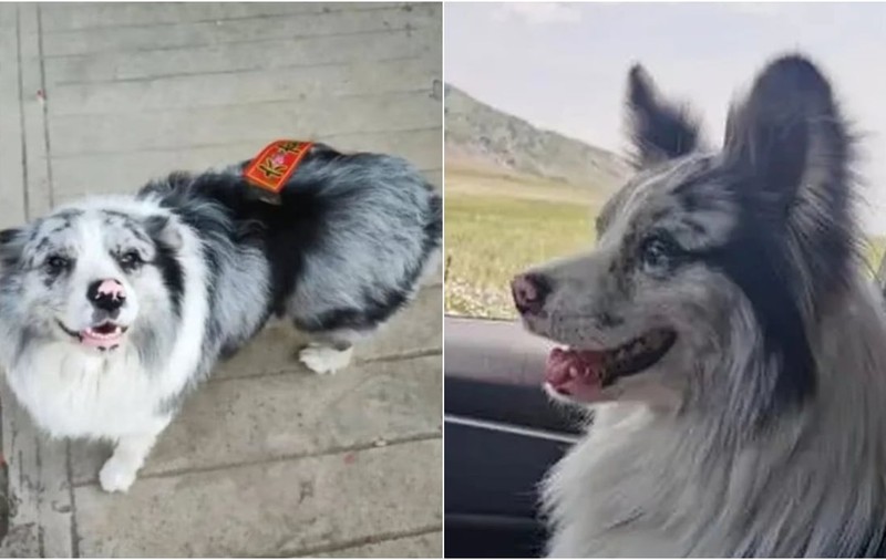 Chutou, un câine chinezesc faimos, cu 1,5 milioane de urmăritori, a fost „furat, vândut cu 23 de euro și mâncat”
