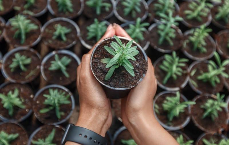Ghivece din material textil sau ghivece inteligente - Care e soluţia potrivită pentru plantele tale