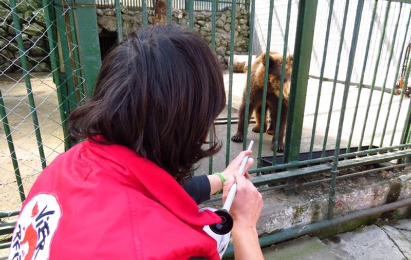 Medicii VIER PFOTEN l-au operat pe Baloo, unul dintre urșii lui Nuțu Cămătaru! FOTO IMPRESIONANT