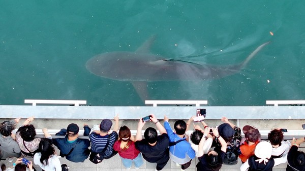 Un rechin de 3,5 metri, blocat într-un canal din Busan, Coreea de Sud, de pe 18 septembrie, a devenit o senzație locală, atrăgând peste 600.000 de turiști în doar 10 zile