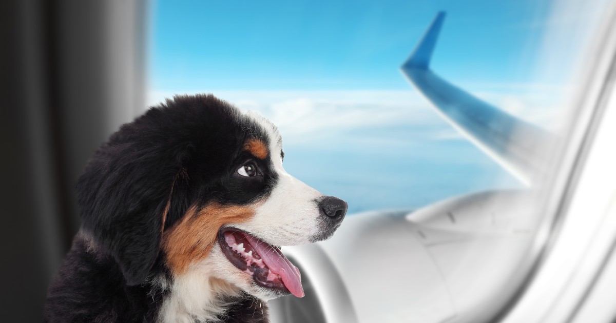 Un cățel care stă pe locul unui pasager în avion și se uită pe geam la cerul albastru cu nori albi