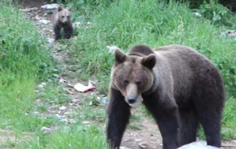 Bărbat ucis de urs în timp ce se afla la cules de ciuperci în județul Bacău