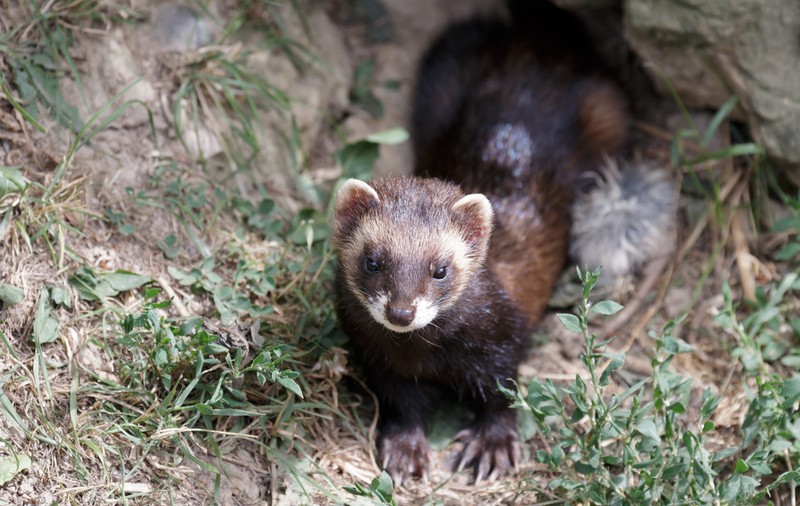 Dihorul - curiozități și lucruri surprinzătoare despre acest animal