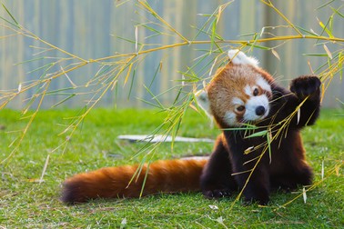 Panda roșu