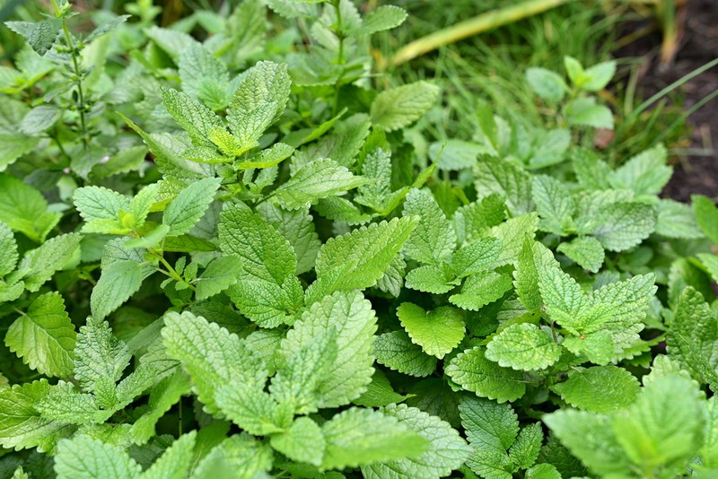 Roiniță - Melissa officinalis - plante medicinale cu proprietăți terapeutice