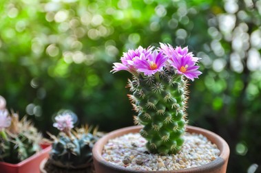 Specii de cactuși cu flori Coryphanthas