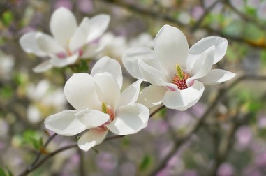 Magnolia-specii de magnolie