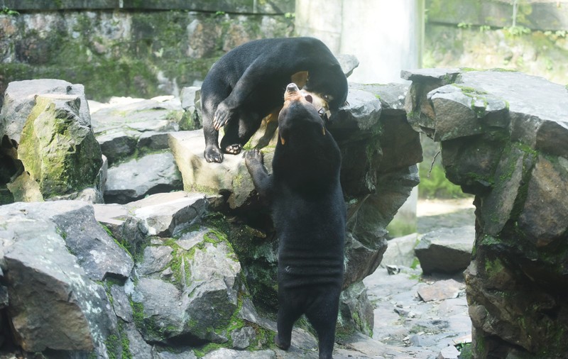 Stupoare la o grădină zoo din China. Urs sau om costumat? „Dacă e fals, merită un Oscar pentru efecte speciale”. VIDEO