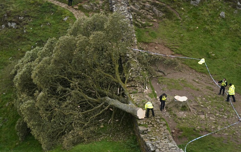 Un copac bătrân de peste 200 de ani, emblematic în Marea Britanie, a fost tăiat de un băiat de 16 ani. Adolescentul, arestat