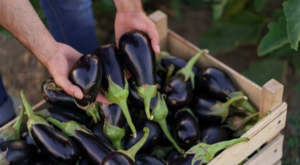 Un bărbat verifică și alege vinete mari, lucioase și închise la culoare dintr-o ladă plină de legume proaspăt culese.