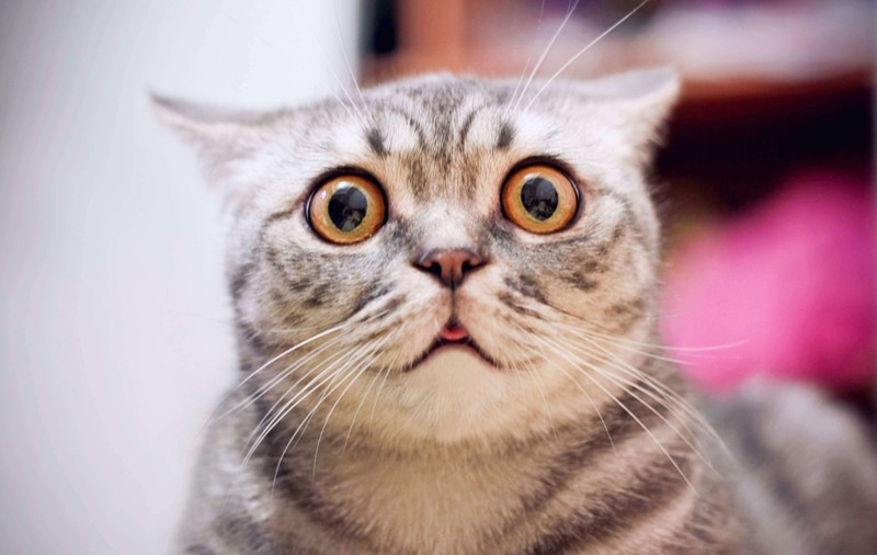 Cele mai frumoase pisici din lume - feline iubitoare și jucăușe