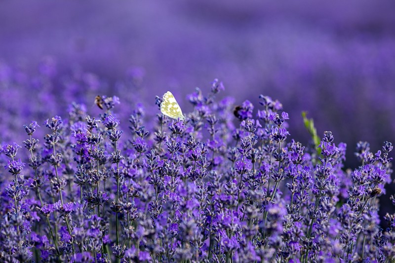 La fel ca orăşenii, şi fluturii sunt atraşi de magia florilor de lavandă