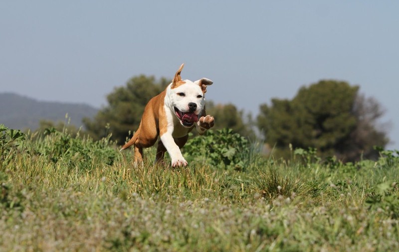 O tânără a fost atacată și rănită de un câine Amstaff, în Galați. Stăpânul animalului a fost amendat cu 15.000 de lei