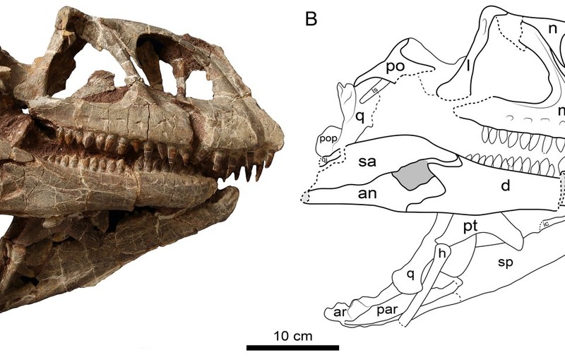 Craniu uriaș de dinozaur descoperit în China: o nouă specie de sauropodomorph