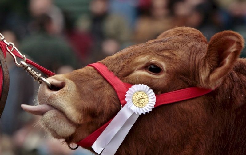 175 de dolari, ”taxa pe vacă”