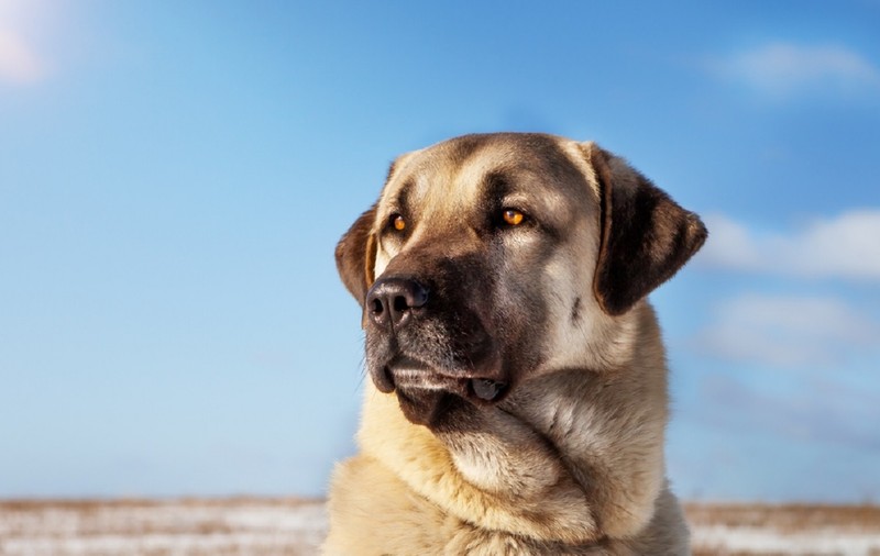 Kangal – tot ce trebuie să știi despre câinii din această rasă
