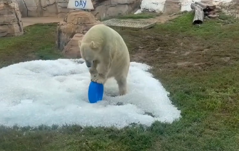 Cum s-a bucurat ursul polar Nuniq după ce a primit cadou două tone de gheață I VIDEO  