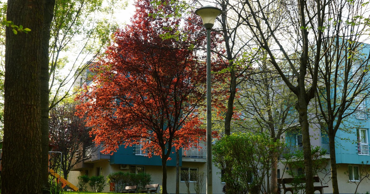 Imaginea surprinde un parc liniștit, cu iarbă verde și copaci înfloriți, luminat de razele calde ale soarelui. În fundal se văd clădiri rezidențiale, iar atmosfera sugerează o zi plăcută de primăvară.