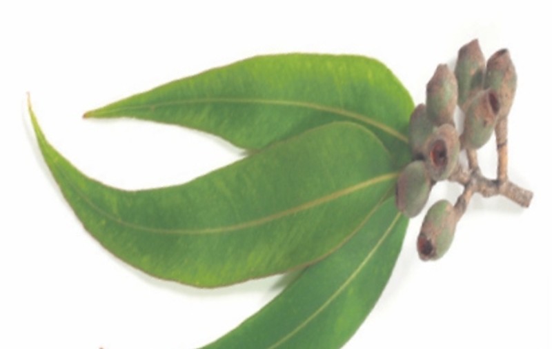 Ce afecţiuni "tratează" cărbunele vegetal
