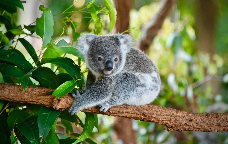 Ursul koala nu este, de fapt, un urs. Curiozități și lucruri mai puțin știute