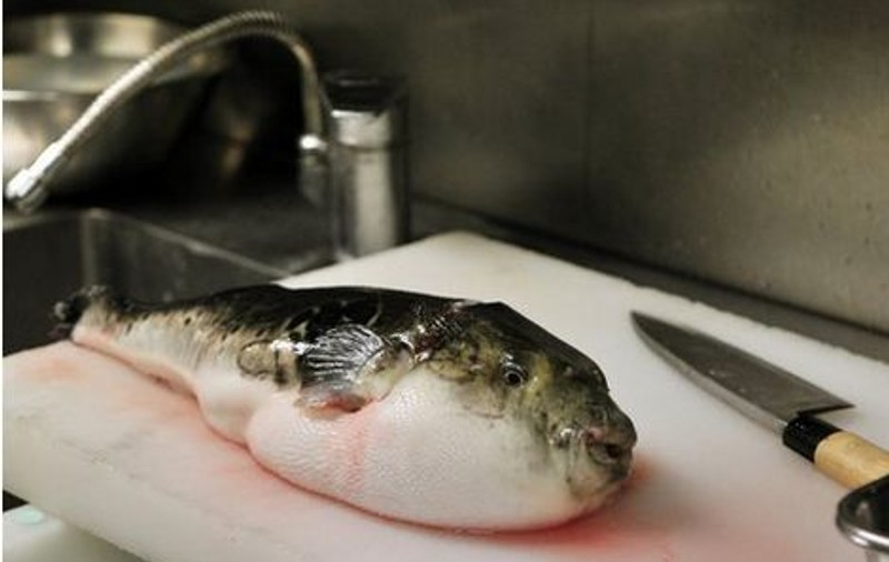 O întreagă familie a paralizat după ce a mâncat peşte fugu!