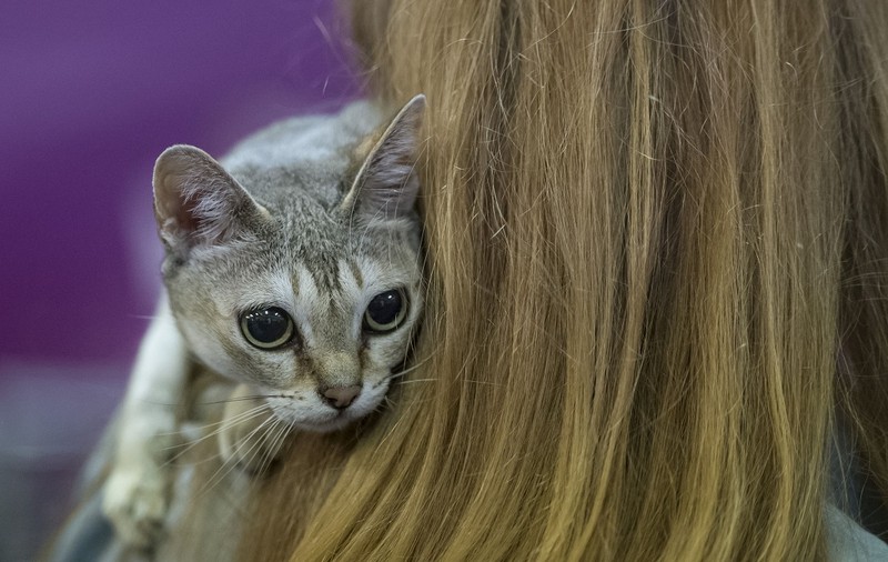 O pisică este primul animal de companie testat pozitiv cu COVID-19 în Marea Britanie