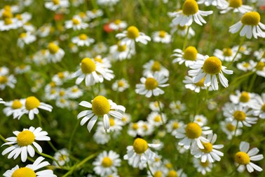 Plante medicinale din România - Mușețel - Matricaria chamomilla