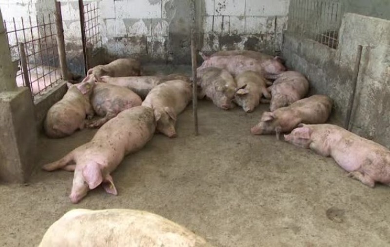 Suspiciune de pestă porcină africană la porci din două gospodării din județul Olt