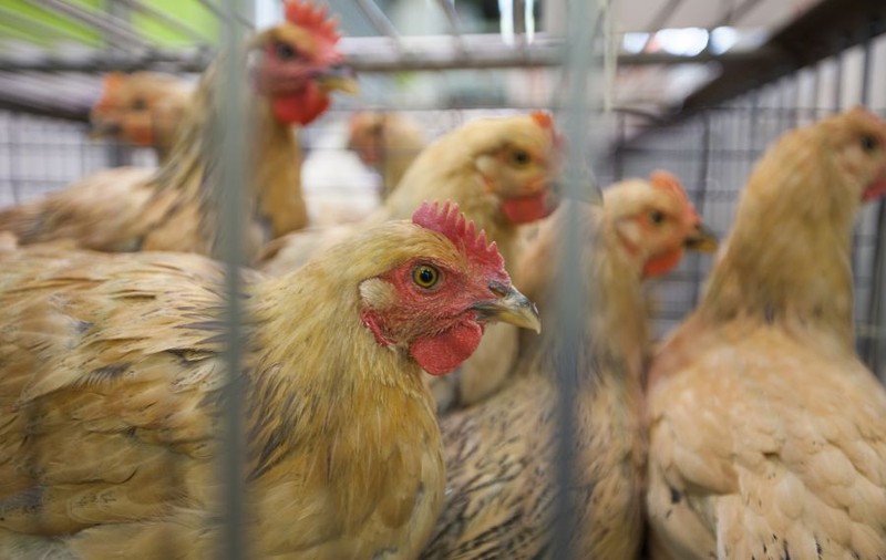 Un subtip al virusului gripei aviare, H9N2, detectat în Hong Kong