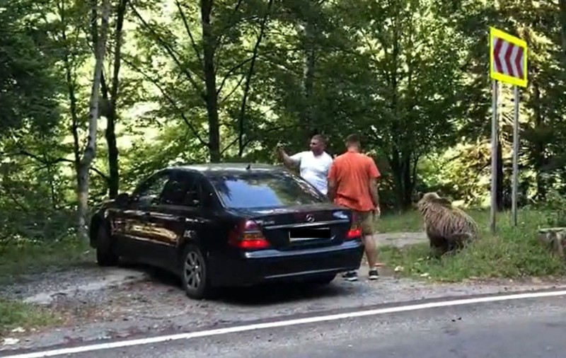 Doi bărbați, atacați de urs pe Transfăgărășan, după ce l-au hrănit și s-au fotografiat cu el. Animalul s-a speriat de claxoane și a fugit.  VIDEO