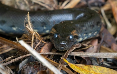 Un șarpe anaconda poate ajunge la lungimi de până la nouă metri și la o greutate de aproximativ 200 de kilograme. Foto: Profimedia