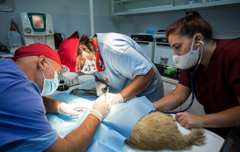 Doi veterinari din România au plecat în Beirut, ca să salveze animalele rănite în explozia din 4 august