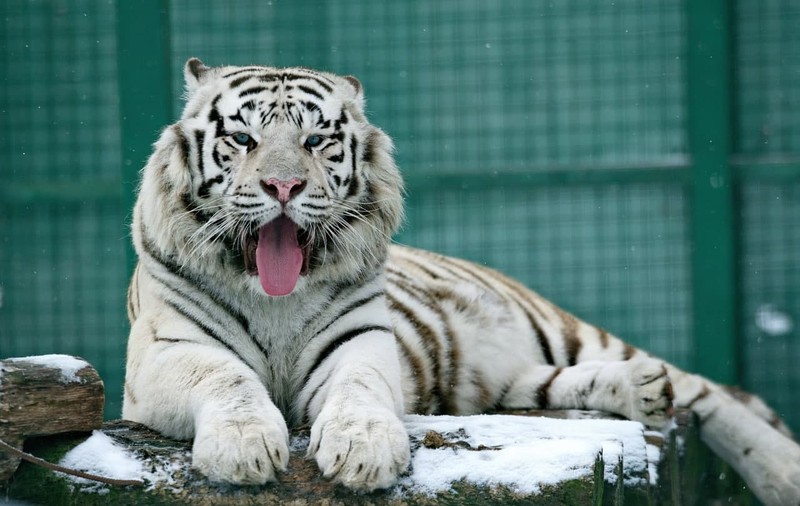 Animalele de la grădina zoologică din Harkov vor fi eutanasiate, după ce armata rusă le-a distrus habitatul
