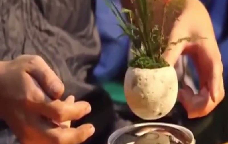 Au apărut florile care levitează | VIDEO