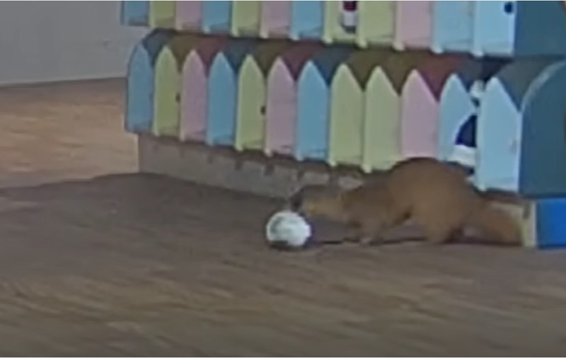 O nevăstuică a fost surprinsă pe camerele de supraveghere, în timp ce fura pantofii copiilor dintr-o grădiniță japoneză | VIDEO