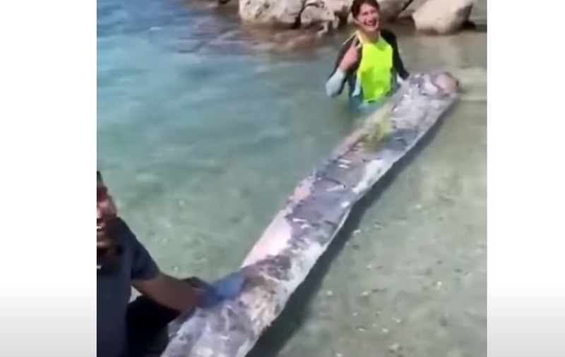 VIDEO | Un pește uriaș, găsit într-un golf din Mexic de un cercetător. Ce cred localnicii că prevestește