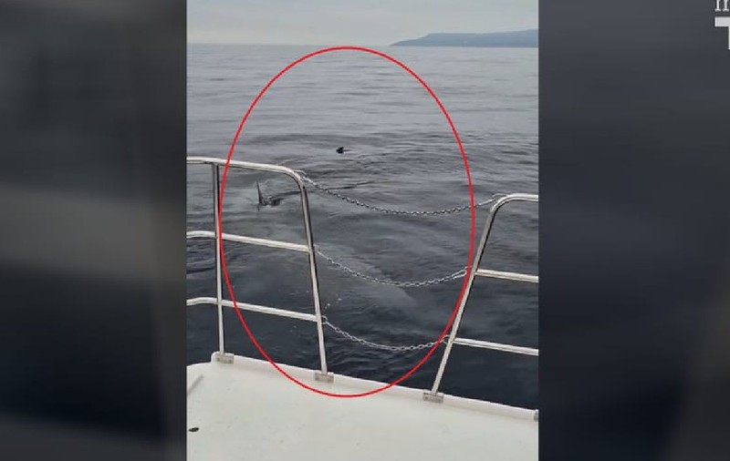 Rechin de 8 metri, filmat în Marea Adriatică, pe coasta de lângă Rijeka | VIDEO