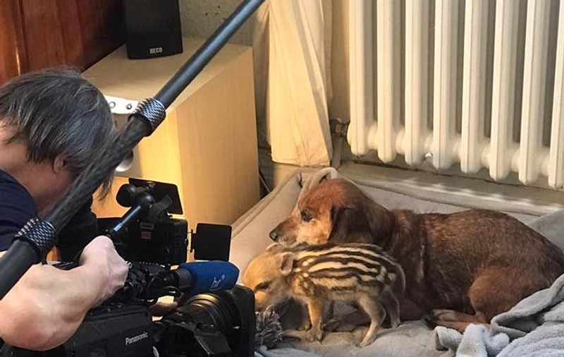 VIDEO | O cățelușă din rasa Teckel l-a adoptat pe Beethoven, un pui de mistreț rămas singur după ce s-a pierdut de mama lui