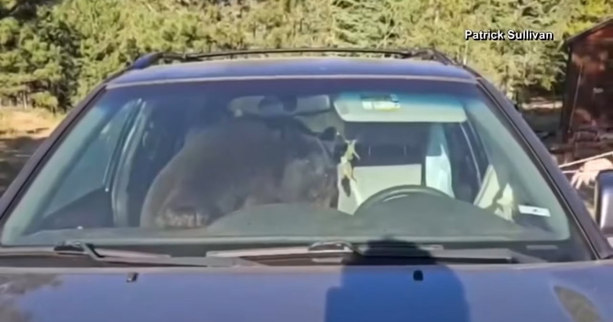 Ursul rămas blocat într-un SUV descuiat în Gold Hill, Colorado