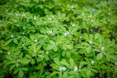Planta de schinduf