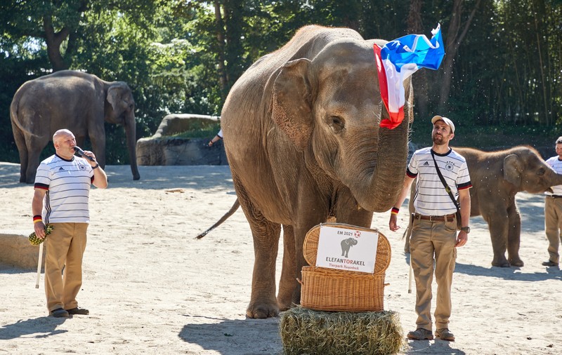 Un elefant din Hamburg a prezis că Franța va câștiga meciul cu Germania de la EURO 2020