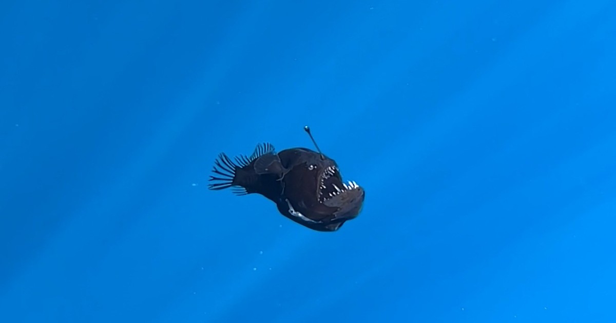 black seadevil