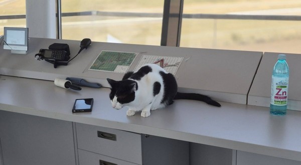 Turnul de control de la Aeroportul Tuzla a devenit viral pe internet datorită mai multor pisici care „supraveghează” traficul aerian alături de angajați. Foto: Facebook / PeDrumuri