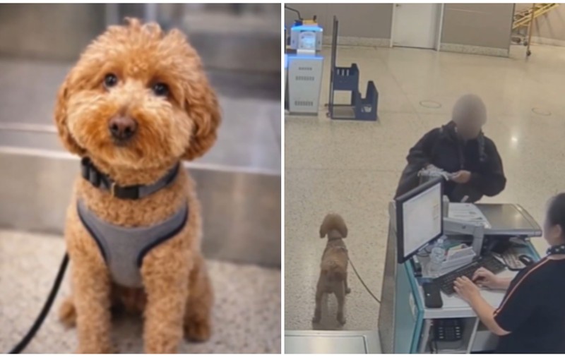 O femeie nu a fost lăsată să urce în avion cu câinele ei și l-a abandonat în aeroport: „Va fi plasat într-un cămin iubitor”