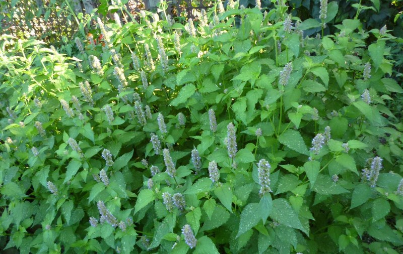 Noul condiment de pe mesele românilor. Lophantus anisatus s-a născut după zece ani de cercetare