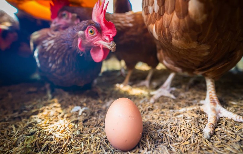 Ce a fost mai întâi, oul sau găina? Răspunsul biologiei moleculare la una dintre cele mai vechi întrebări ale lumii