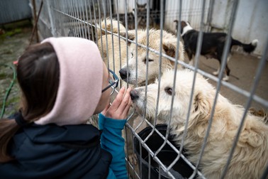 Voluntarii ajută la socializarea câinilor şi la găsirea de adoptatori pentru ei
