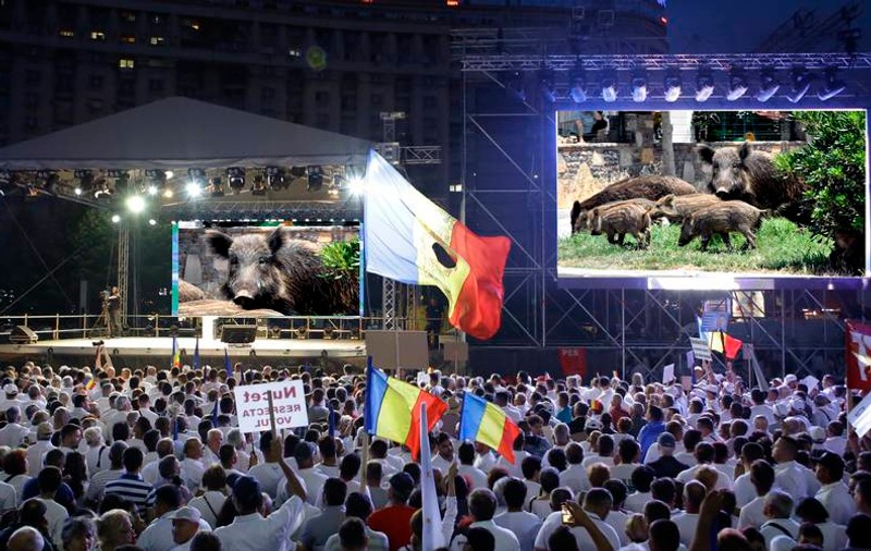 OPINIE/ Prin politică, la vânătoare de mistreți