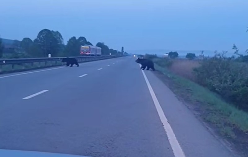 Doi urși, filmaţi în timp ce traversează un drum național, în judeţul Mureş. VIDEO