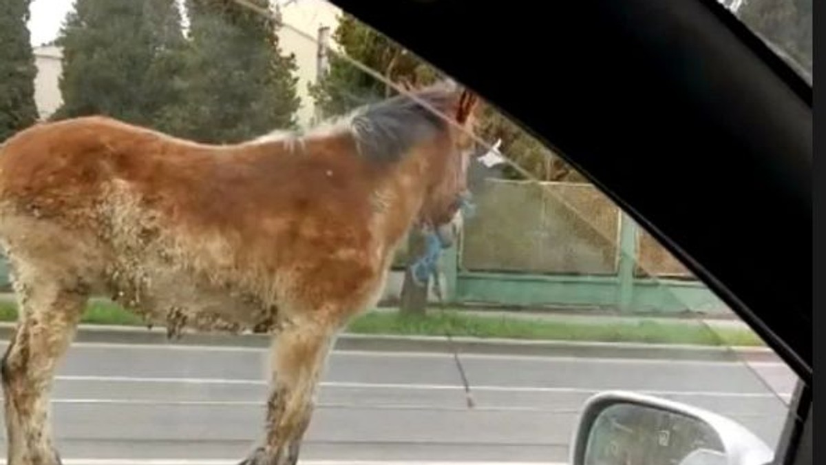Caii, vacile sau caprele nu vor mai fi crescute în Deva. Amenda Primăriei ajunge la 3.000 de lei pe zi